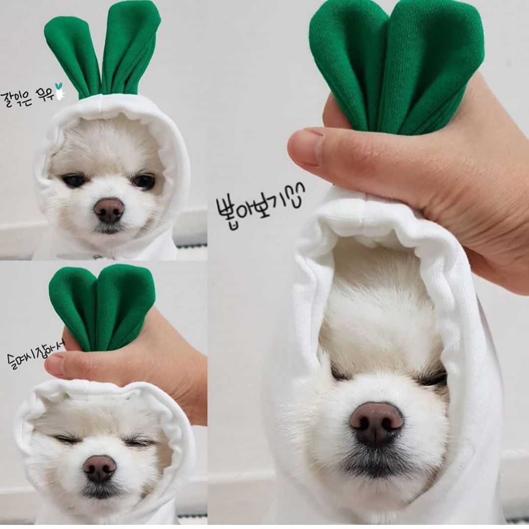 Cute Fruit Print Dog Hoodie – Warm Clothes for Small Dogs - Accrosstheglobe Store