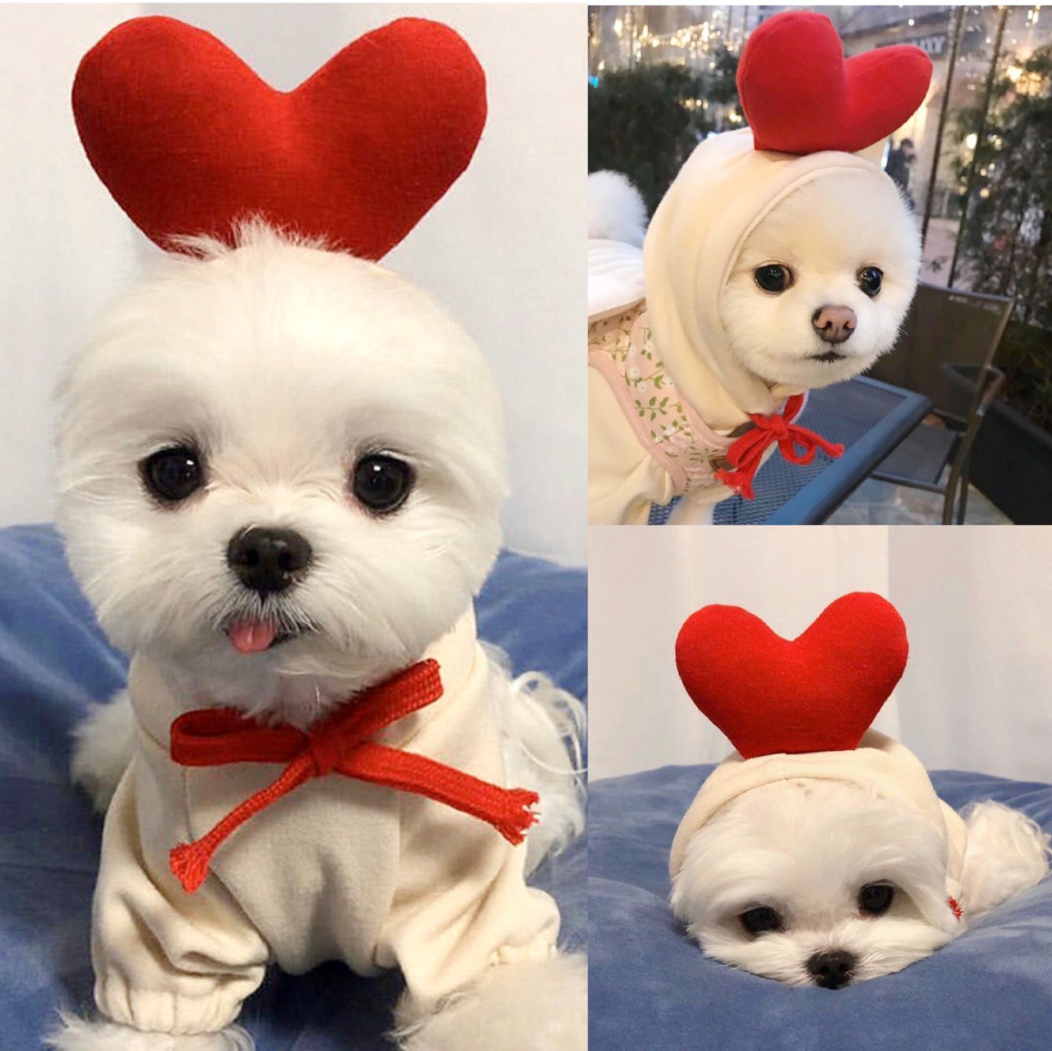 Cute Fruit Print Dog Hoodie – Warm Clothes for Small Dogs - Accrosstheglobe Store
