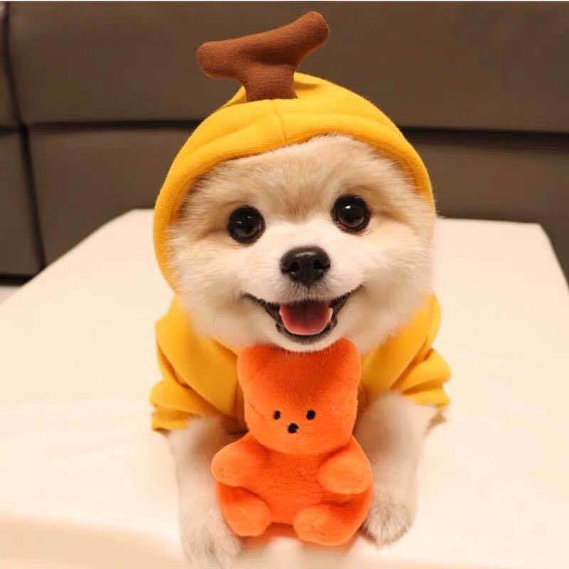 Cute Fruit Print Dog Hoodie – Warm Clothes for Small Dogs - Accrosstheglobe Store