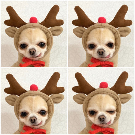 Cute Fruit Print Dog Hoodie – Warm Clothes for Small Dogs - Accrosstheglobe Store