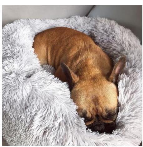 Round Plush Dog Bed for Small Dogs – Cozy Kennel Pet Nest Mat - Accrosstheglobe Store
