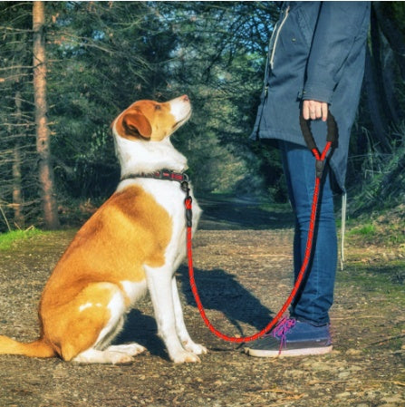 Reflective Nylon Dog Leash – Strong & Safe Pet Walking Rope - Accrosstheglobe Store
